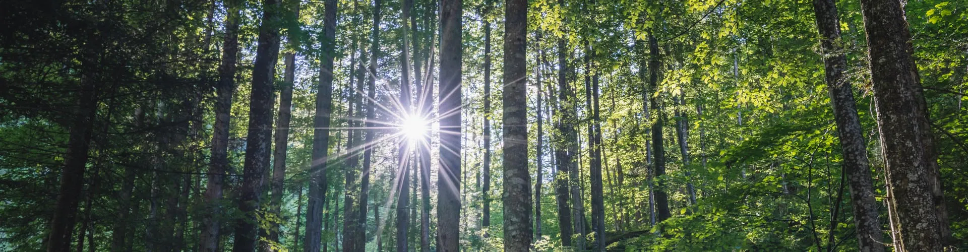 beautiful-sun-burst-and-shadows-in-summer-forest-a-2023-11-27-05-20-29-utc