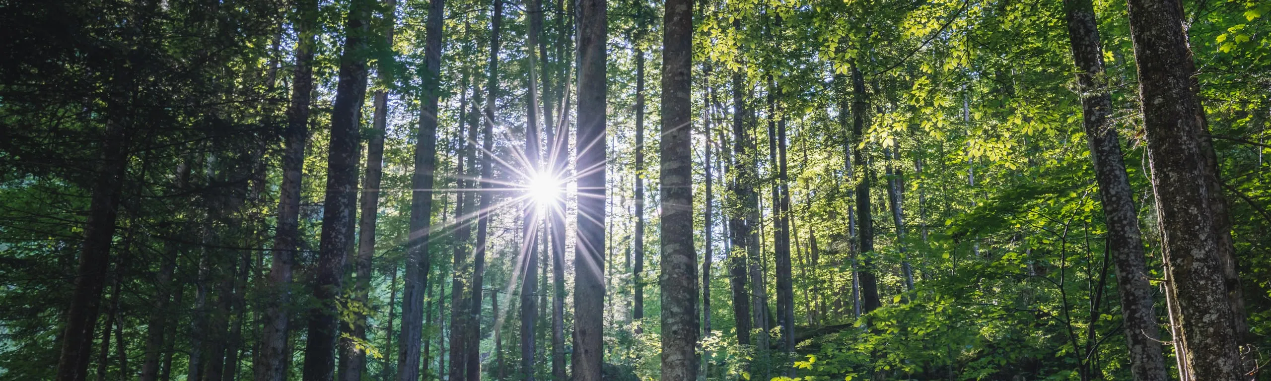Wald